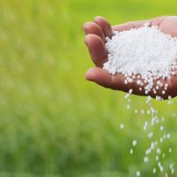 urea urea